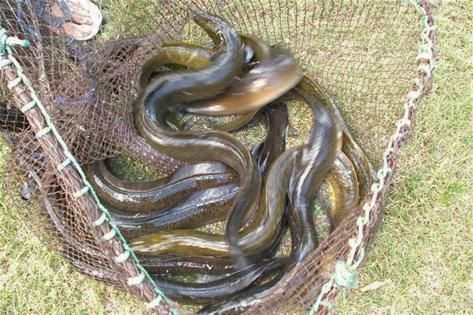 Home made Eel Trap 